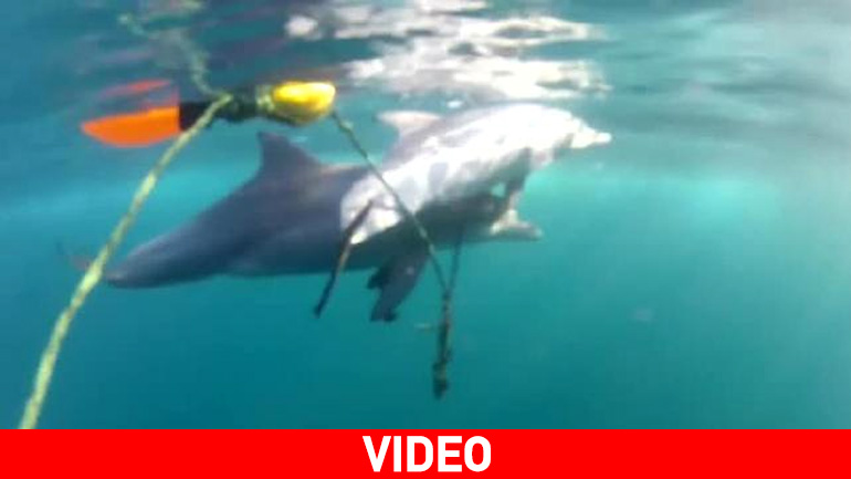 Αυστραλία: Μικρό δελφίνι προσπαθεί να απελευθερωθεί από αγκίστρι με τη βοήθεια της μητέρας του