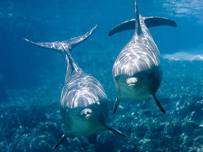 Νεκρό δελφίνι στην Πρέβεζα