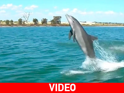Αυστραλία: Παιχνιδιάρικα δελφίνια ακολουθούν σκάφος αναψυχής