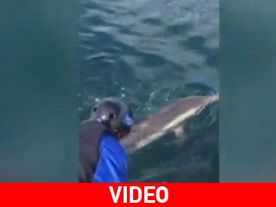 Απελευθέρωση δελφινιού on camera Απελευθέρωση δελφινιού on camera