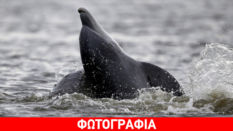 Νεκρό δελφίνι στο Γύθειο