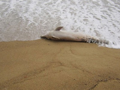 Νεκρό δελφίνι στην Καβάλα