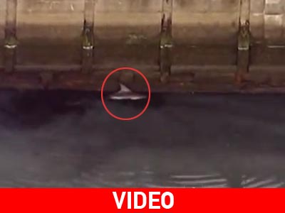 Ένα δελφίνι στο «Μεγάλο Μήλο» Ένα δελφίνι στο «Μεγάλο Μήλο»