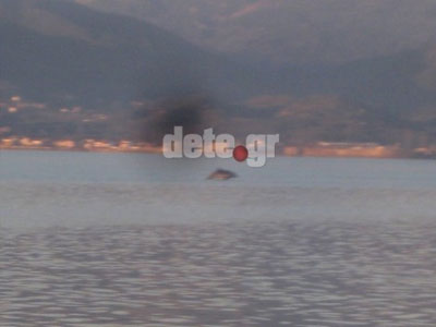 Δελφίνια στη γέφυρα Ρίου – Αντιρρίου