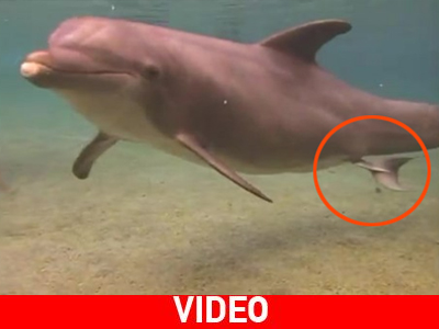 Το θαύμα της φύσης κάτω από τη θάλασσα