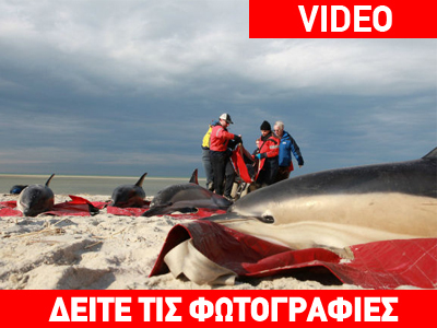 Η.Π.Α.: Προβληματισμός για τους μαζικούς θανάτους δελφινιών Η.Π.Α.: Προβληματισμός για τους μαζικούς θανάτους δελφινιών