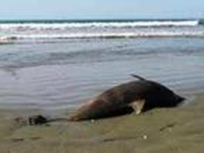 Εκβράστηκε νεκρό δελφίνι στον Βόλο