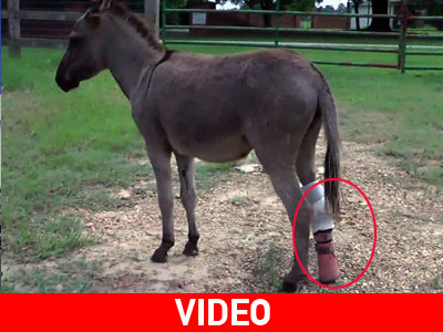 Γάιδαρος με τεχνητό πόδι στην Αλαμπάμα