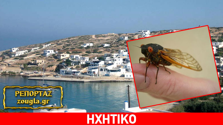 Δονούσα: Ζητούνται… τζιτζίκια! Ακούστε τι δήλωσε κάτοικος του νησιού στο zougla.gr Δονούσα: Ζητούνται… τζιτζίκια! Ακούστε τι δήλωσε κάτοικος του νησιού στο zougla.gr