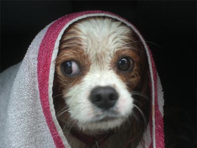 Ηράκλειο: Πήγε να σώσει τον σκύλο του και έπεσε μέσα στη θάλασσα