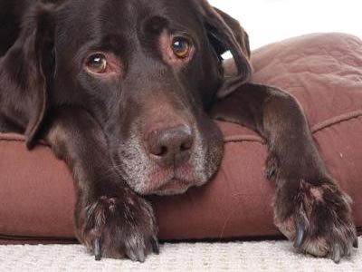 Θεσσαλονίκη: Σκύλος πέθανε από ηλεκτροπληξία