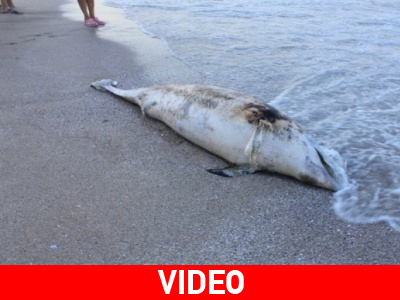 Δεκάδες νεκρά δελφίνια στη Βουλγαρία