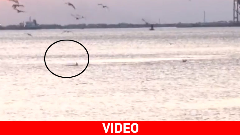 Δελφίνια στον Θερμαϊκό!