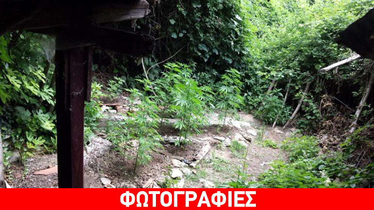 Ημαθία: Καλλιεργούσε κάνναβη στο βουνό