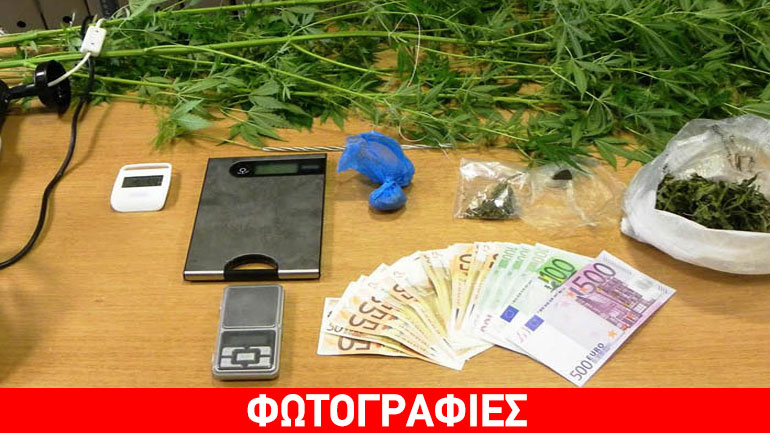 Βόλος: Τα δενδρύλλια κάνναβης έφεραν… χειροπέδες