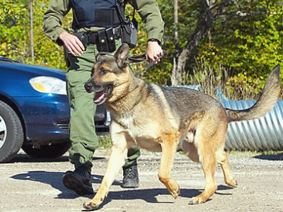Σαμοθράκη: Ο σκύλος μύρισε την κάνναβη