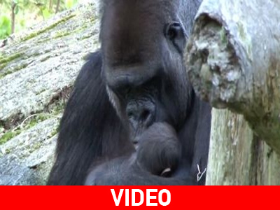 «Ανθρώπινες» στιγμές σε Ζωολογικό Κήπο των Η.Π.Α.