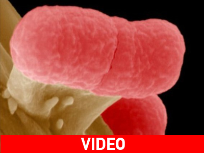 Αντιμέτωπη με νέα επιδημία η Ευρώπη