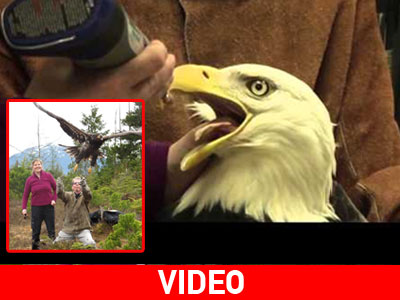 Αλάσκα: Πτήση προς την ελευθερία για αμερικανικούς γυπαετούς