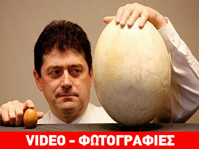 Σε δημοπρασία το μεγαλύτερο αυγό του κόσμου!