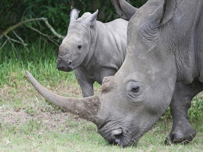 Νέα θύματα στον βωμό του κέρδους και του πρεστίζ! Νέα θύματα στον βωμό του κέρδους και του πρεστίζ!