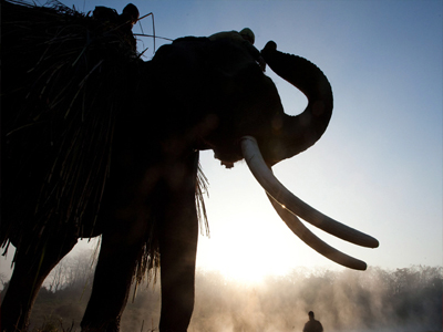 Καμερούν: Χρήση στρατιωτών για την προστασία ελεφάντων