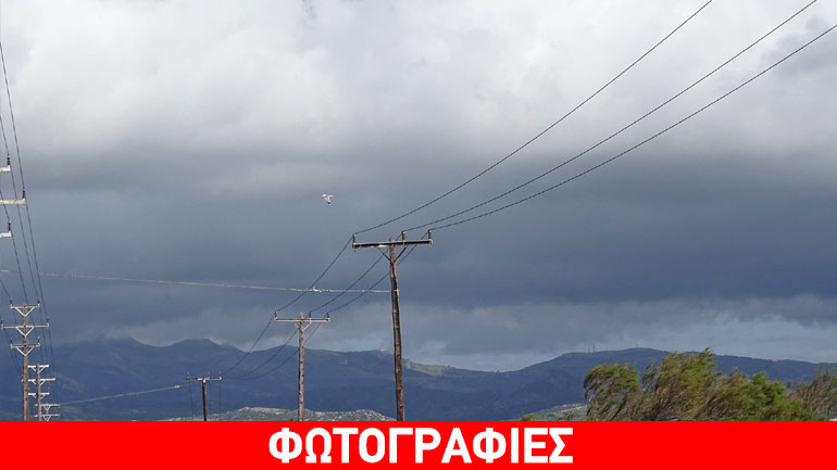 Ερωδιός σκοτώθηκε σε καλώδια της ΔΕΗ