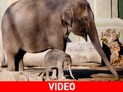 Ιδιαίτερη πάστα… ελέφαντα