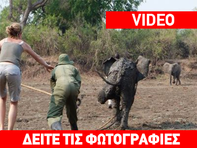 Δραματική διάσωση ελεφάντων στη Ζάμπια Δραματική διάσωση ελεφάντων στη Ζάμπια