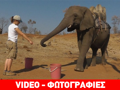 Οι ελέφαντες καταλαβαίνουν τις ανθρώπινες χειρονομίες