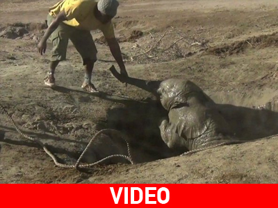 Συγκινητική διάσωση μικρού ελέφαντα στην Κένυα