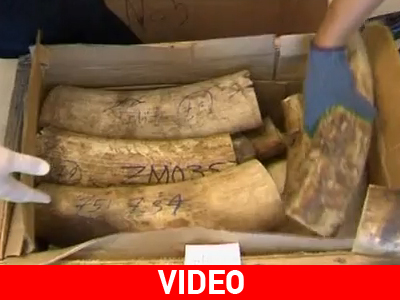 Κατάσχεση ελεφαντόδοντου στην Ταϊλάνδη