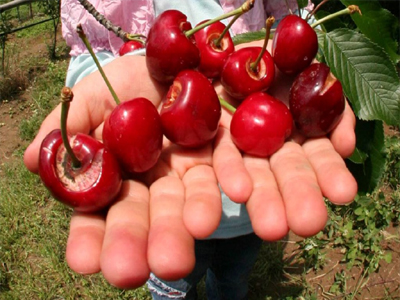 ΕΛΓΑ: Aυτόματη τηλεφωνική εξυπηρέτηση για τους παραγωγούς