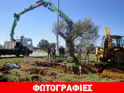 Υπεραιωνόβια ελιά καλωσορίζει τους επισκέπτες στο αεροδρόμιο Ηρακλείου