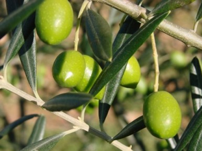 Στις 6 Μαΐου «το Φεστιβάλ της Ελιάς»