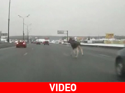 Ένας τάρανδος σε αυτοκινητόδρομο της Μόσχας