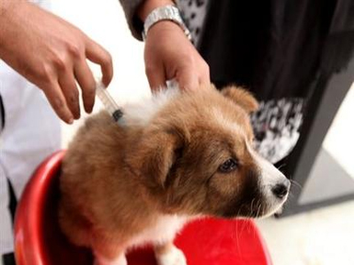 Πρόγραμμα εμβολιασμού κατά της λύσσας στην Άρτα