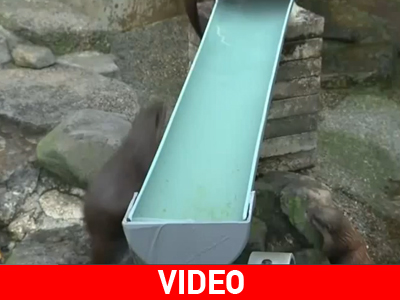 Ιαπωνία: Στιγμές δροσιάς για ευρωπαϊκές ενυδρίδες