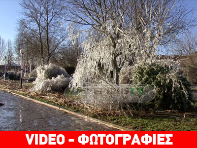 Πάγωσαν δέντρα στα Ιωάννινα