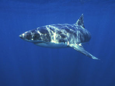 Μοιραία συνάντηση για Βρετανό τουρίστα