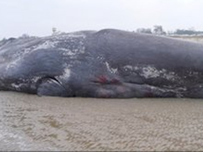 Νεκρή φάλαινα στη Μ. Βρετανία