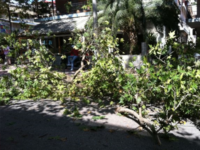 Παραμένει το πρόβλημα με τα «γέρικα» δέντρα στη Λαμία