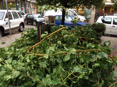 Ο αέρας… έκοψε τα δέντρα!