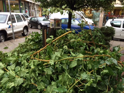 Πτώσεις δέντρων στη Χίο λόγω των θυελλωδών ανέμων