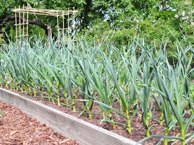 Δωρεάν μαθήματα γεωργίας σε ανέργους