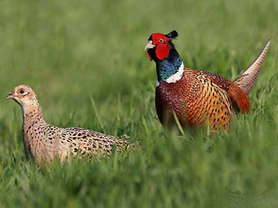 Πρέβεζα: Αφέθηκαν ελεύθεροι δεκάδες φασιανοί