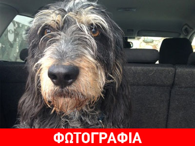 Ο Φάτσας ψάχνει σπίτι