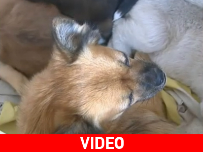 Κίνα: Σκυλίτσα θηλάζει νεογέννητο λιοντάρι