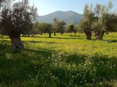 Ακριβό  μου χωραφάκι…