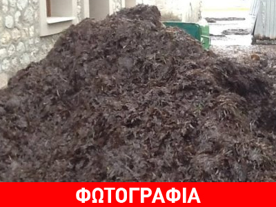 «Πνίγηκαν» στα φύκια τα Καρδάμυλα